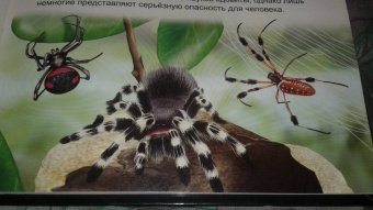 Людмила Соколова: Хочу знать. Пауки