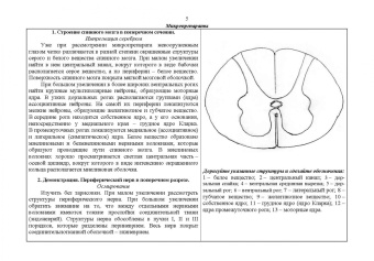 Николай Барсуков: Специальная гистология и эмбриология. Рабочая тетрадь. Учебное пособие для СПО
