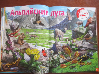 Жизнь животных. От тундры до пустыни