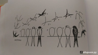 Эдвин Лутц: Что рисовать и как рисовать. Пошаговые техники для тех, кто хочет стать художником за 5 минут