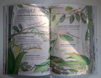 Зоммер, Тейлор: Большая книга букашек