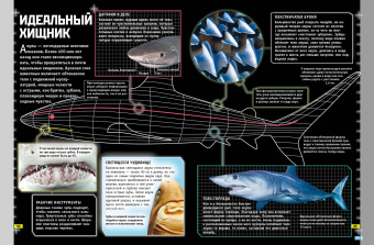 Бедуайер, Паркер, Фарндон: Животные. Книга юного эрудита