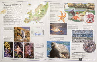 Бамбарадения, Вудрафф, Гинзберг: Животный мир. Иллюстрированный атлас