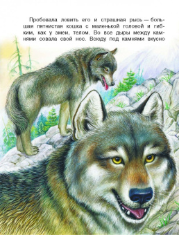 Николай Сладков: Сказки лесной опушки
