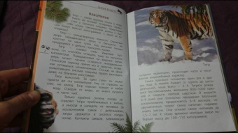 Александр Тихонов: Кошки дикие и домашние