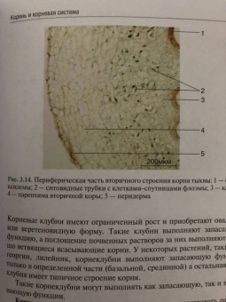 Барабанов, Зайчикова: Ботаника. Учебник