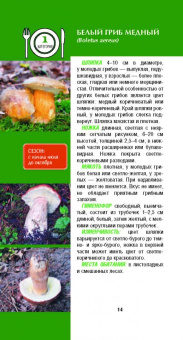 Матанцева, Матанцев: Грибы. Карманный справочник-определитель. Самые распространенные грибы и их двойники