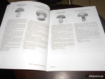 Матанцев, Матанцева: Грибы. Справочник-определитель