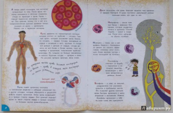 Вера Иванова: Как устроен человек?