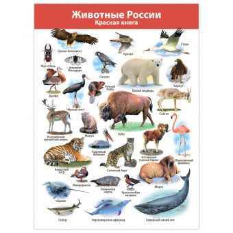 Комплект плакатов. Животные мира