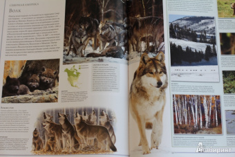 Бамбарадения, Вудрафф, Гинзберг: Животный мир. Иллюстрированный атлас