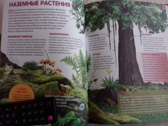 Горы, леса и растительный мир