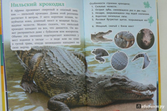 Кошевар, Хомич: Всё обо всём