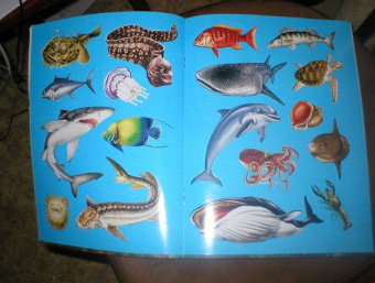 Юлия Школьник: Подводный мир. Книжки для любознательных