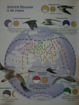 Юлия Смирнова: Природа в городе