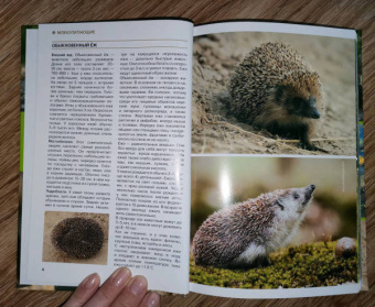 Владимир Бабенко: Животные рядом с нами