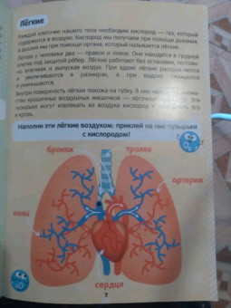 Наклейки. Как устроено моё тело