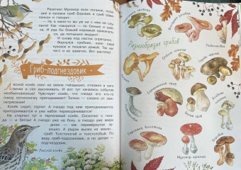 Николай Сладков: Лесные сказки