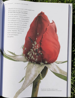 Барт Россел: Поразительные насекомые. Книга про подземных математиков, мастеров блефа, дружных кочевников, зомби