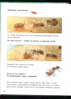 Фридерун Райхенштеттер: Где живёт муравьишка. Познавательные истории