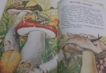 Николай Сладков: Бюро лесных услуг