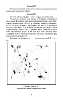 Гореликов, Шакирова: Биология размножения и развития. Лабораторный практикум. Учебно-методическое пособие