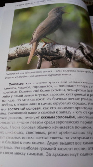 Константин Михайлов: Лесные птицы России