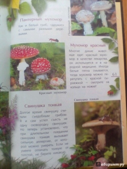 Петр Волцит: Ягоды и грибы