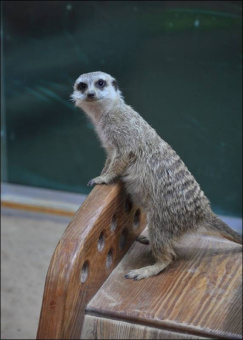 Дороченкова, Кравчук: В зоопарке скучно не бывает!