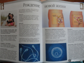 Буэ, Симон: Тело человека