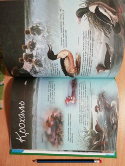 В. Владимиров: Какие птицы самые красивые?