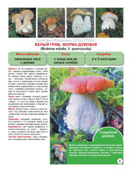 Матанцева, Матанцев: Самые распространенные съедобные грибы