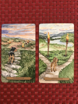 Тарасова, Джетт, Мюллер: Комплект. Таро интуиции+Таро магических собак+Таро исцеляющего сердца