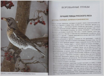 Константин Михайлов: Лесные птицы России