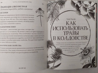 Джуди Нок: Колдовские травы. Ведьмовской путеводитель по тайным силам растений