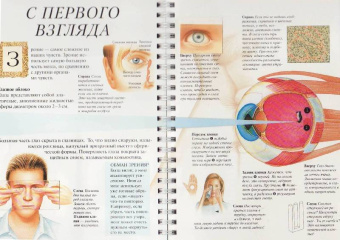 Грехам, Уолкер: Дискавери:  Анатомия человека
