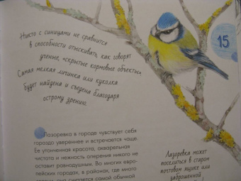 Наталья Габеева: Птицы в городе