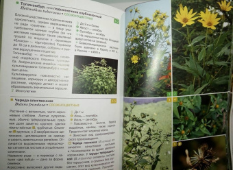 Ирина Пескова: Травянистые растения средней полосы России. Фотоопределитель