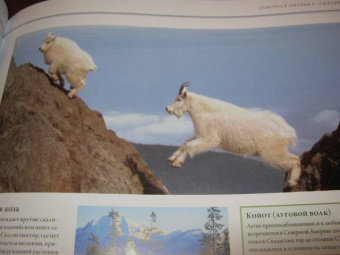 Бамбарадения, Вудрафф, Гинзберг: Животный мир. Иллюстрированный атлас