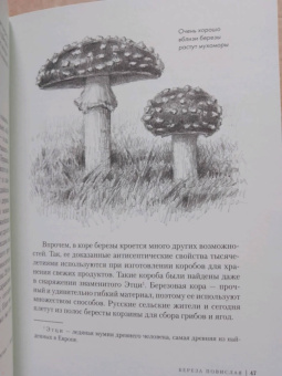 Андреас Хазе: Деревья. Как жизни человека и дерева переплетены друг с другом