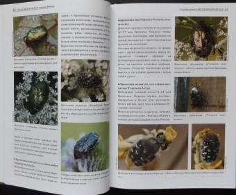 Александр Просвиров: Атлас жуков средней полосы России