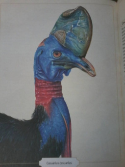 Сэми Бэйли: Энциклопедия удивительных животных