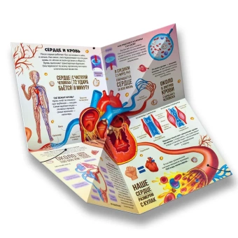 Савич Е., Бабенко У., Макрушина С., Ларичкина О.: Анатомия: книжка-трансформер