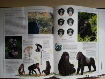 Бамбарадения, Вудрафф, Гинзберг: Животный мир. Иллюстрированный атлас