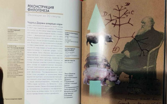 Бэтти, Клегг, Феллоу: Эволюция за 30 секунд