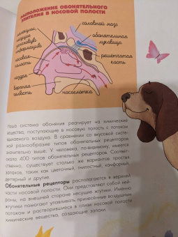 Дубынин, Сергеев: Мозг и нервная система