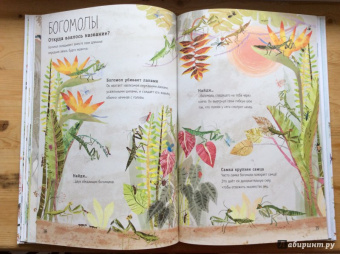 Зоммер, Тейлор: Большая книга букашек