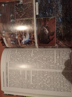 Владимир Бабенко: Животные рядом с нами