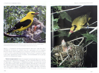 Константин Михайлов: Лесные птицы России