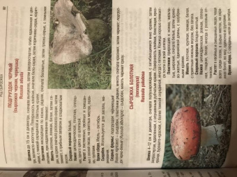 Иван Куреннов: Грибы. Полная иллюстрированная энциклопедия